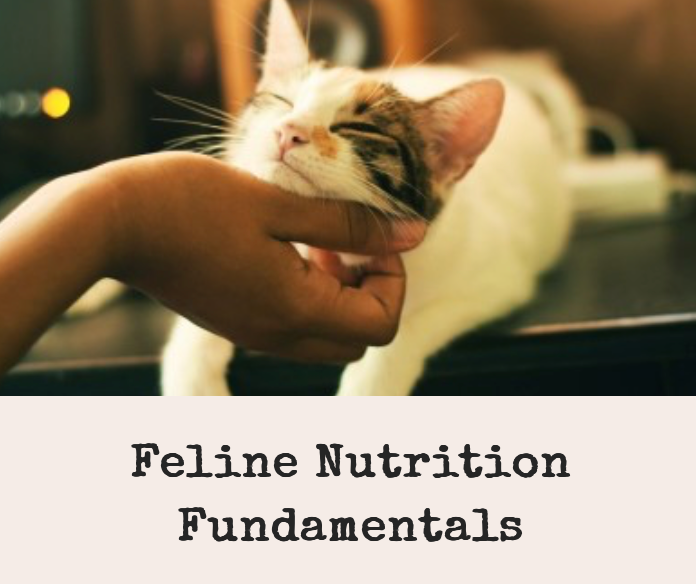 Feline Nutrition Fundamentals Course