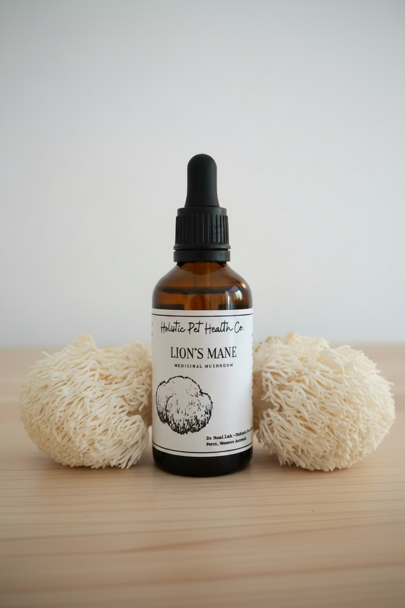 Lion’s mane medicinal mushroom 50ml