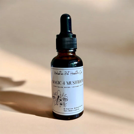 Immunity, Digestive, Anti-cancer | Magic 4 Mushrooms