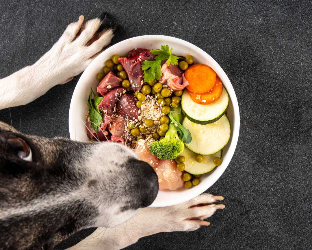 Dog reaching for a bowl of food with meat, vegetables, and grains on a dark surface