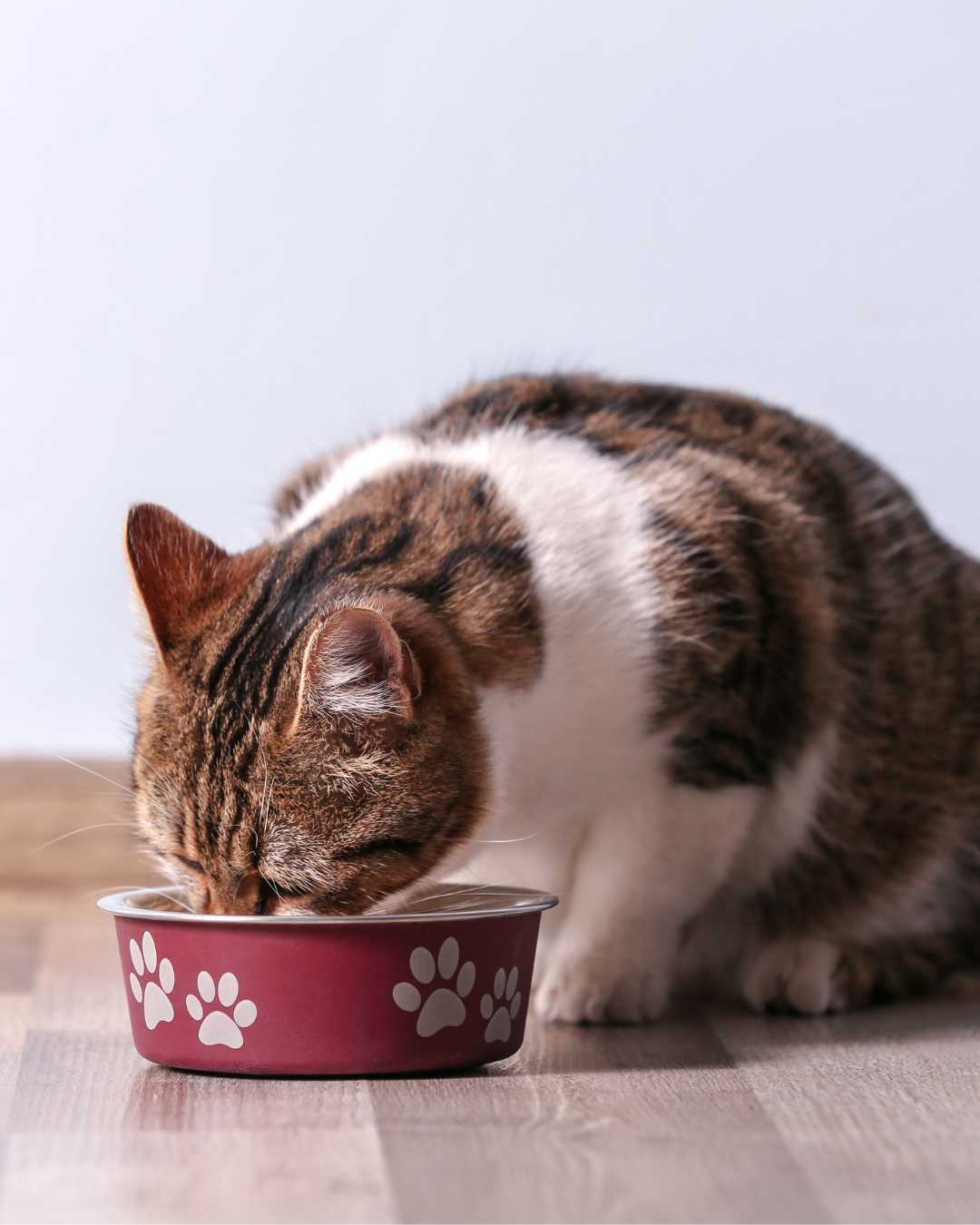 Cat drinking from a red bowl with paw prints on a light wooden floor.