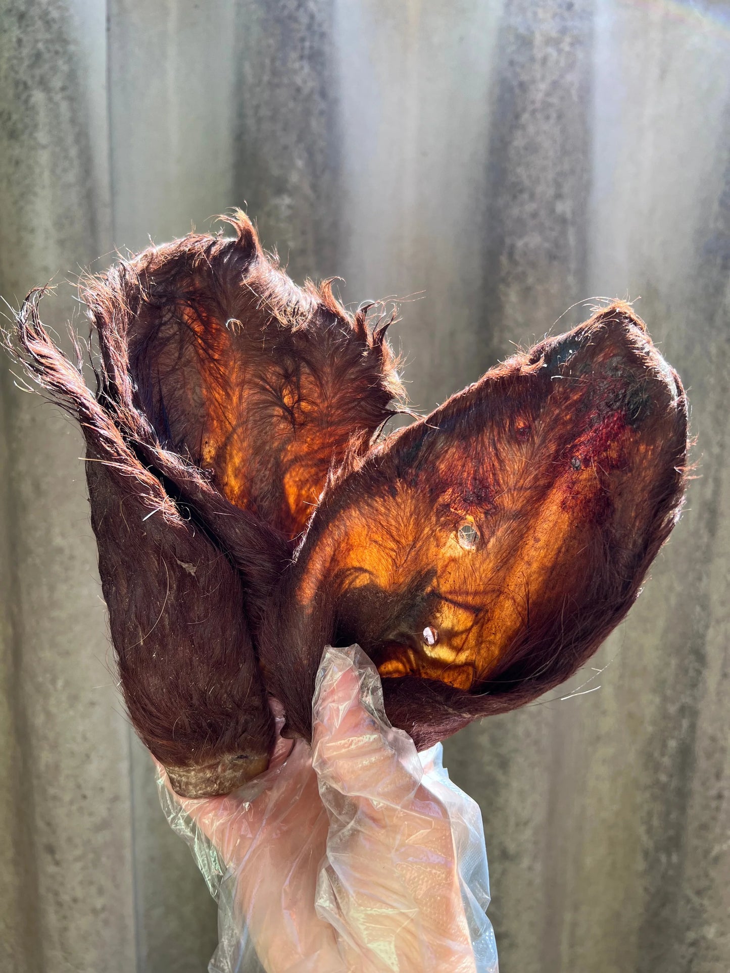 Furry Cow Ears