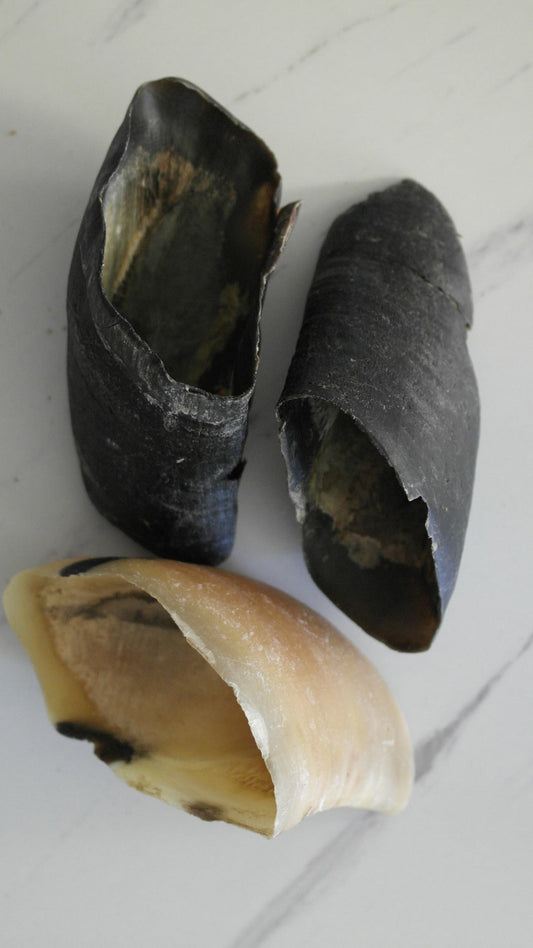 Cow Hoof
