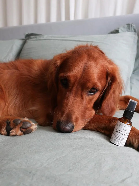 Organic Flea & Tick Deterrent Spray