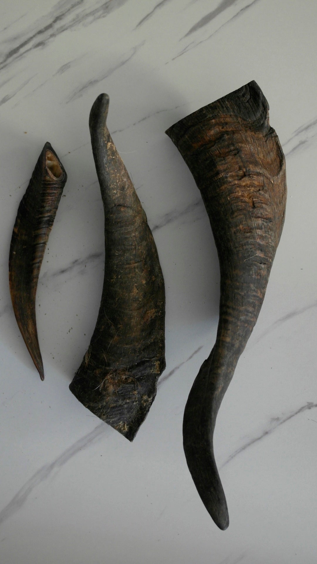Goat Horn with Marrow