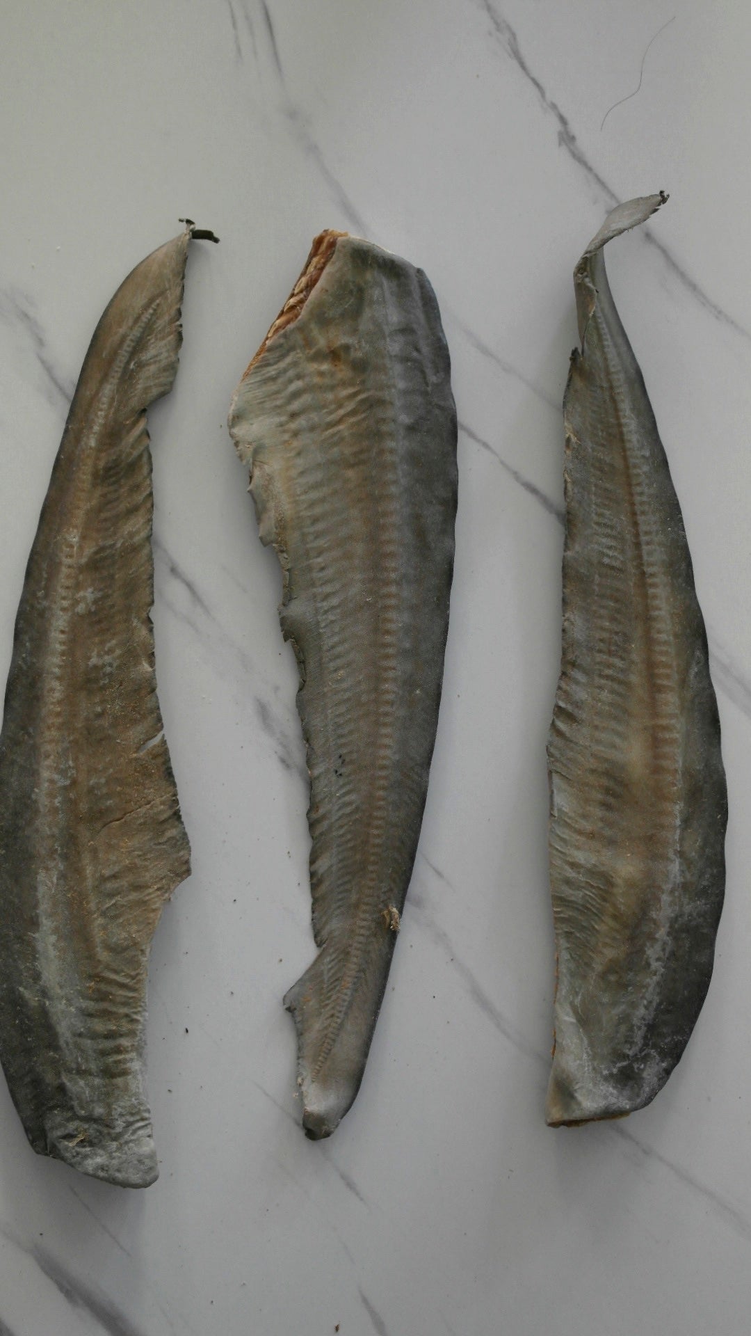 Shark tail ( set of 3)